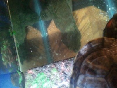 shell3.jpg (46.4 KiB) Viewed 4598 times shell3.jpg
