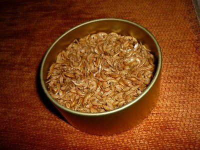 krill.JPG