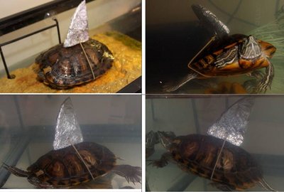 turtlehalloween_khessler.jpg