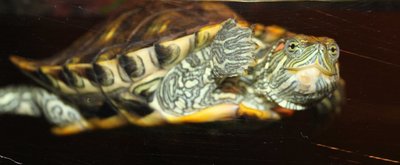 Turtle.jpg