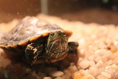Turtle2.jpg