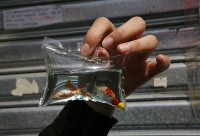 live-animals-keychains4[6].jpg