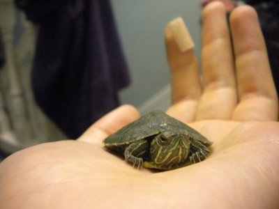 tortoillini.jpg