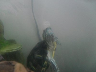 turtle3.jpg