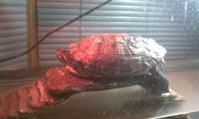 turt2.jpg