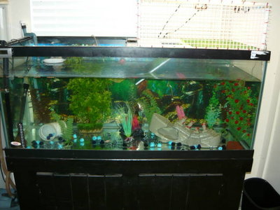 my babies paradise.jpg (41.93 KiB) Viewed 9567 times my babies paradise.jpg