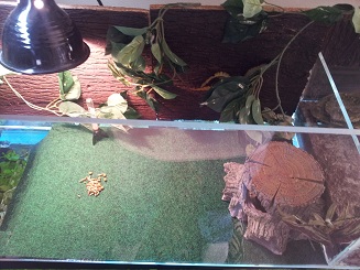 Basking Area.jpg