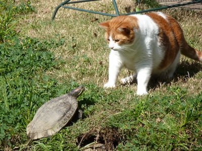 Tigger-Raphael-5Mar124.jpg