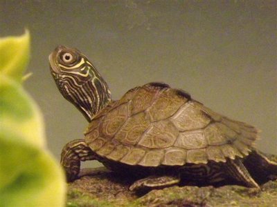 Missippi and Slidy 003 (Small).jpg