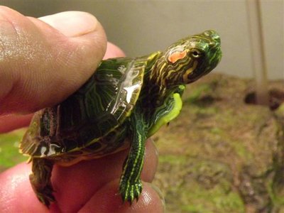 Missippi and Slidy 007 (Small).jpg