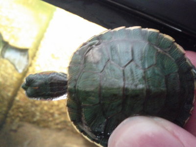 turtle.jpg (104.75 KiB) Viewed 1849 times turtle.jpg