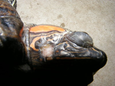 DSCF6004.JPG