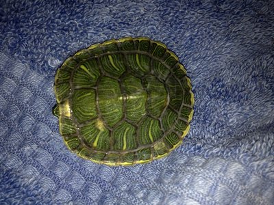 turtle shell.jpg (174.36 KiB) Viewed 1294 times turtle shell.jpg