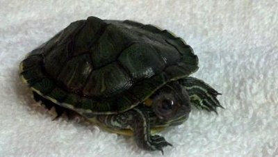 2012-07-05_07-24-36_950.jpg