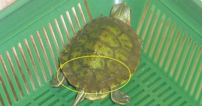 turtle.jpg