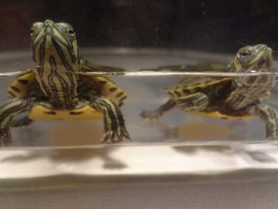 turtle 2.jpeg