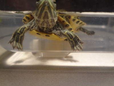 turtle 1.jpeg