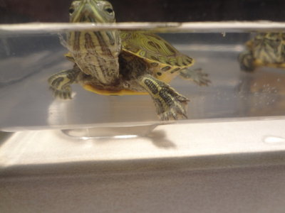 turtle.jpeg