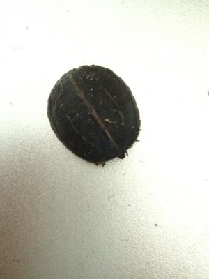 turtle1.jpg