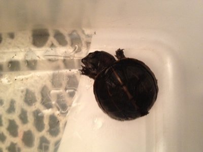 turtle2.jpg
