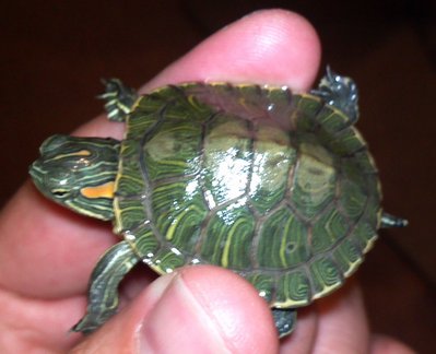shell.jpg