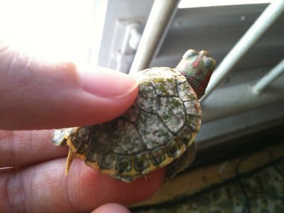 turtle2.jpg (52.52 KiB) Viewed 7745 times turtle2.jpg