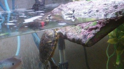 Turtles.jpg