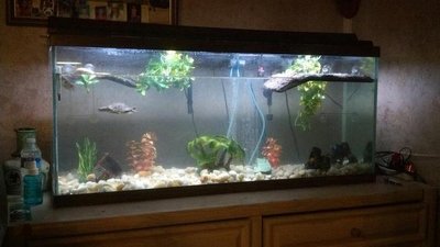 Turtles2.jpg