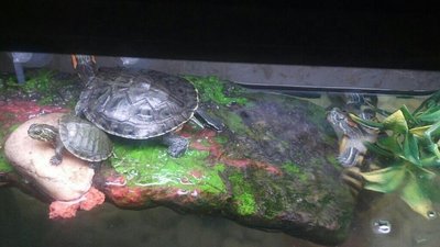 Turtles3.jpg