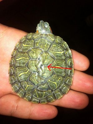 shell prob.JPG