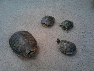 IMG01529 2.jpg