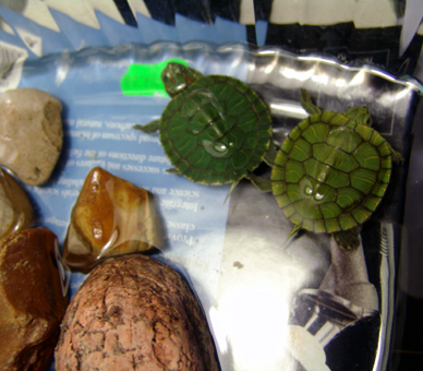 red-eared_turtles_8.jpg