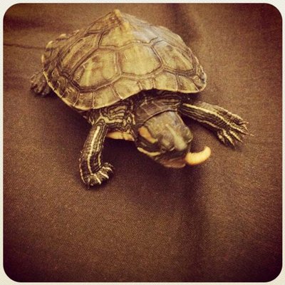 pancake1.jpg