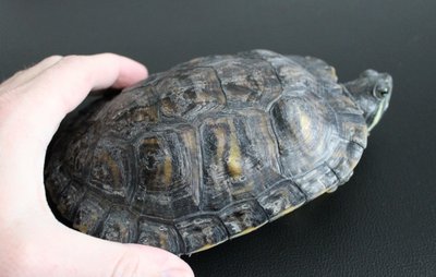 Shell.jpg
