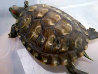 vlcsnap-2013-01-16-08h09m33s236.png