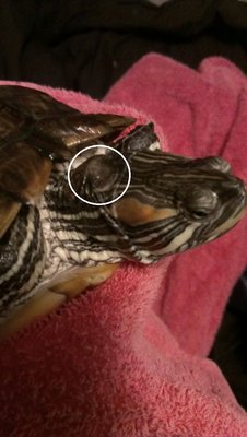 turtlebump.jpg (163.56 KiB) Viewed 4549 times turtlebump.jpg