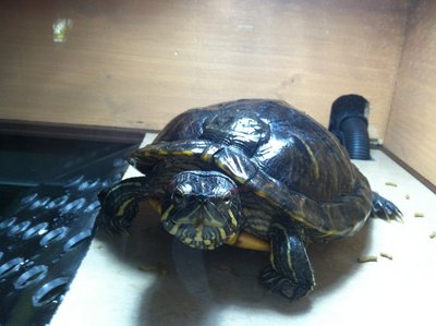 Turtley 2013.jpg