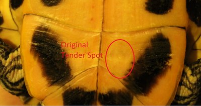 Tender Spot.jpg
