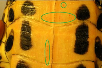 Weird Red Spots.jpg