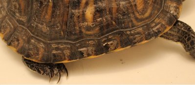 Top Shell.jpg (204.54 KiB) Viewed 6021 times Top Shell.jpg