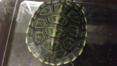 koopa1.jpg