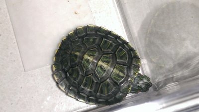 koopa2.jpg