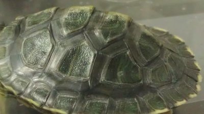 koopa3.jpg