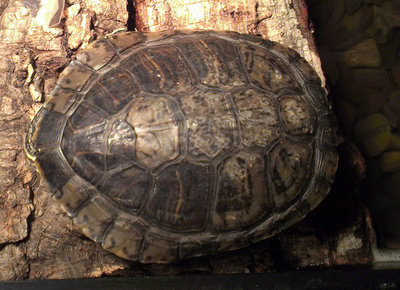 IMAG0099.jpg