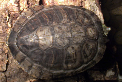 IMAG0101.jpg