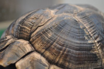 front shell 2-27-13 (1).JPG