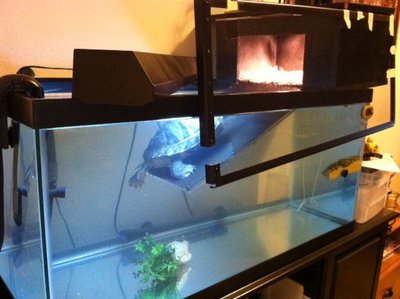 turtle tank.JPG