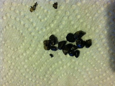 turtle poop.JPG