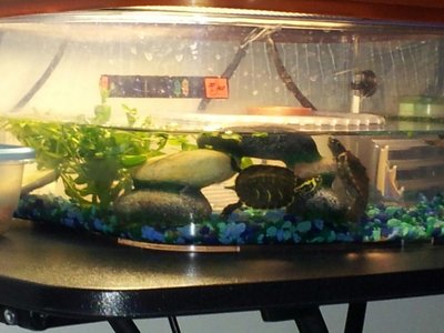turtles1.jpg
