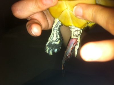 photo.JPG (78.12 KiB) Viewed 1247 times photo.JPG